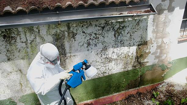 Trusted Mold Remediation service in Loretto, TN - Cheap Mold Removal